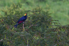 Musophaga rossae