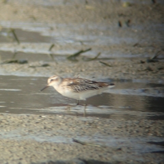 Calidris falcinellus sibirica