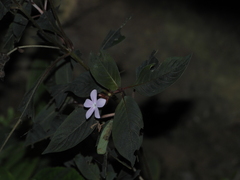 Sipanea wilson-brownei