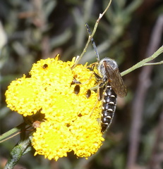 Thynnoidea
