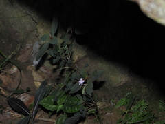 Sipanea wilson-brownei