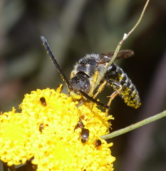 Thynnoidea