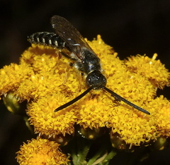 Thynnoidea