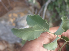 Maytenus undata