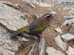 Trochalopteron morrisonianum