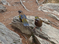 Trochalopteron morrisonianum