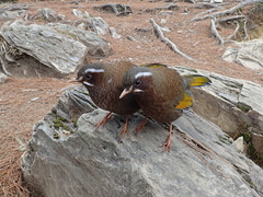 Trochalopteron morrisonianum