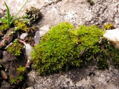 Syntrichia montana