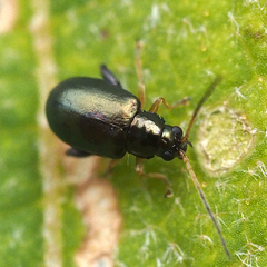 Aphthona strigosa