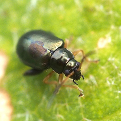 Aphthona strigosa