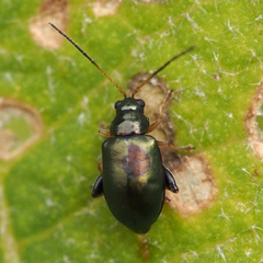 Aphthona strigosa