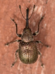 Neocoenorrhinus minutus