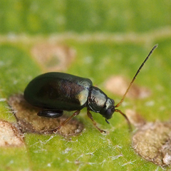 Aphthona strigosa