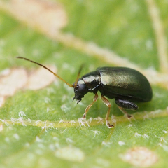 Aphthona strigosa