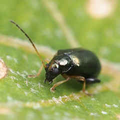 Aphthona strigosa