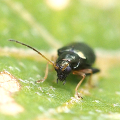 Aphthona strigosa