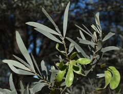 Acacia aneura major