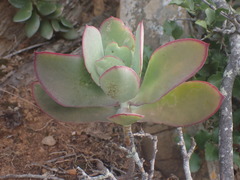 Cotyledon velutina