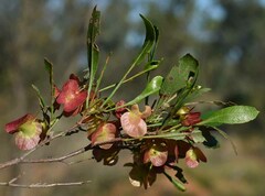 Dodonaea viscosa spatulata