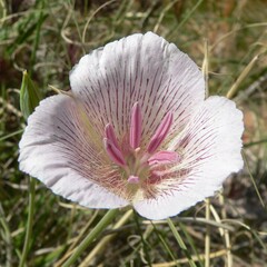 Calochortus striatus