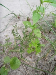 Spergularia rubra