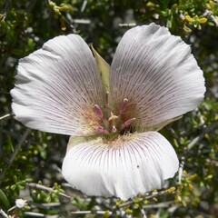 Calochortus striatus