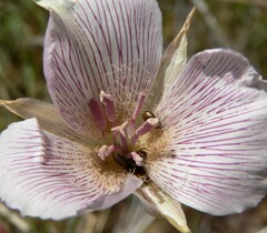 Calochortus striatus