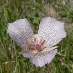 Calochortus striatus