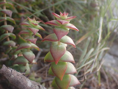 Crassula perforata