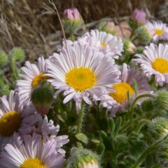 Erigeron concinnus