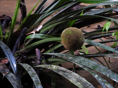 Thurnia sphaerocephala