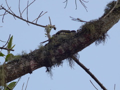 Phibalura flavirostris