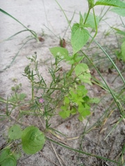 Spergularia rubra