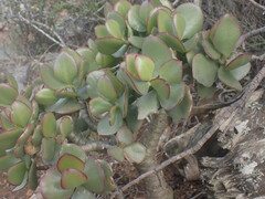 Crassula ovata