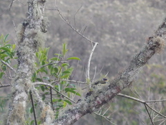 Phibalura flavirostris