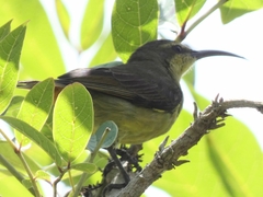 Nectariniidae