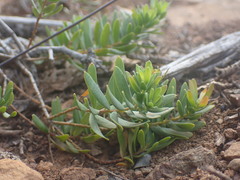 Polygala myrtifolia