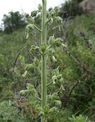 Scrophularia heucheriiflora