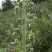 Scrophularia heucheriiflora - Photo (c) Philippe RABAUTE, osa oikeuksista pidätetään (CC BY-NC), lähettänyt Philippe RABAUTE