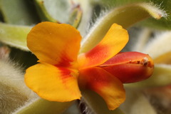 Jacksonia floribunda