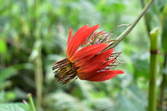 Mutisia lanata