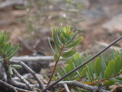 Polygala myrtifolia