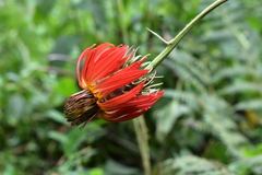 Mutisia lanata
