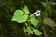 Viola stipularis