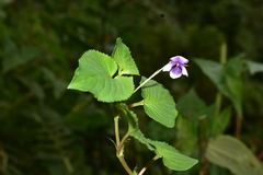 Viola stipularis