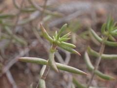 Crassula tetragona