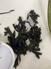 Fucus vesiculosus