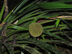 Thurnia sphaerocephala