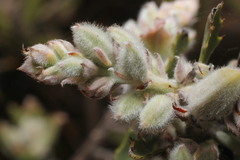 Jacksonia floribunda