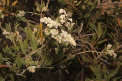 Jacksonia floribunda